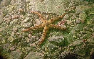 近海モノコレクション Echinodermata