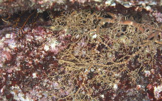 近海モノコレクション Echinodermata